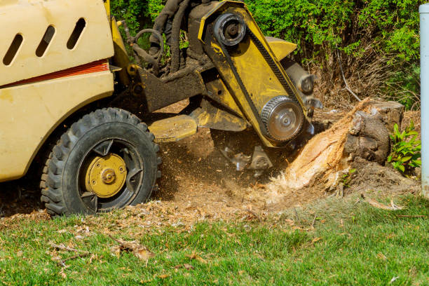 Seasonal Cleanup (Spring/Fall) in Freedom, PA